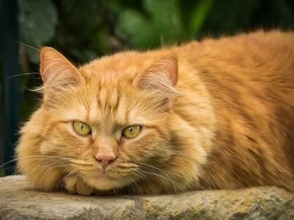 Il gatto-volpe esiste davvero e vive in Corsica
