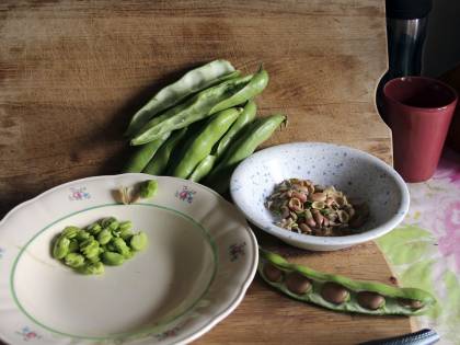 Fave fresche: fonte preziosa di fibre e vitamine