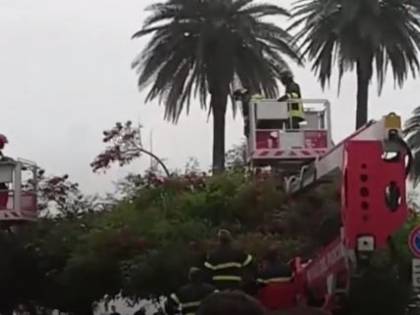 Napoli, straniera nuda sale su un albero in piazza Vittoria e lancia rami sui passanti