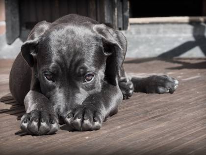 Ora è vietato lasciare il cane sul balcone: c'è multa da 500 euro