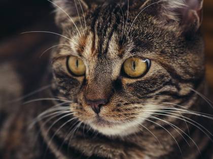 Viareggio, gattina mascotte della scuola gettata dal secondo piano