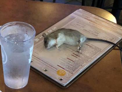 Un topo precipita dal soffitto sul tavolo di un ristorante