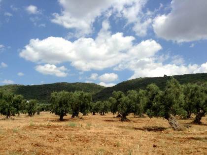 Colpo basso all'olio italiano: è di nuovo tunisino il segretario dell'organo di controllo