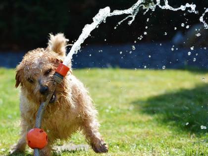 Caldo, anche i nostri amici a quattro zampe lo soffrono