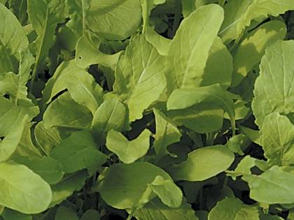 La rucola combatte l'ipertensione