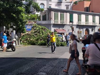 Paura a Napoli, albero crolla in strada: ferito ragazzo