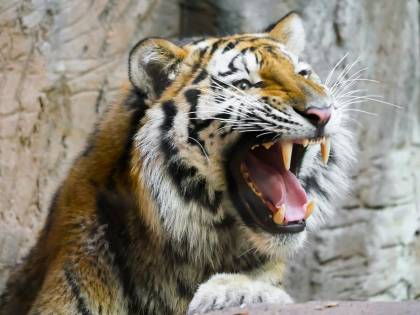 Domatore ucciso dalle tigri: intervengono le associazioni animaliste