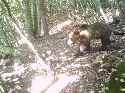 Catturato l'orso Papillon (fino alla prossima fuga)