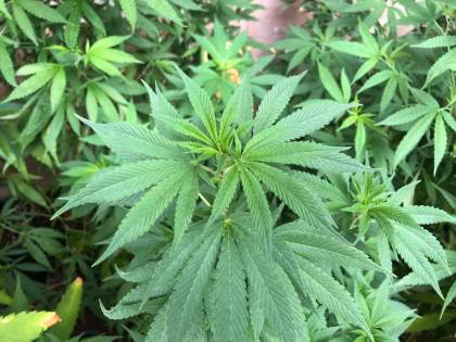 Cannabis light, pronto il ddl Bonino "salva negozi"