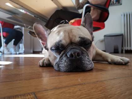 Chiara Ferragni e il compleanno del cane: è polemica sul web