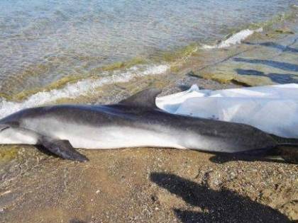 Il giallo dei delfini morti in Toscana: quattro in pochi giorni