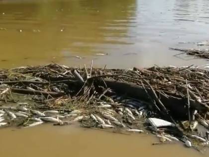 Migliaia di pesci morti in Arno. Ma solo di una specie. Per quale motivo?