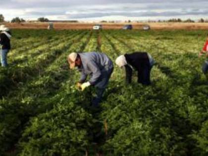 Brindisi, falsi braccianti agricoli: la maxi truffa all'Inps