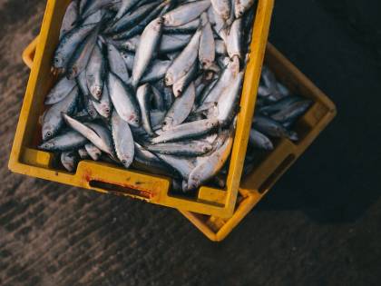 Cento chili di pesce sequestrato in un ristorante di Trieste