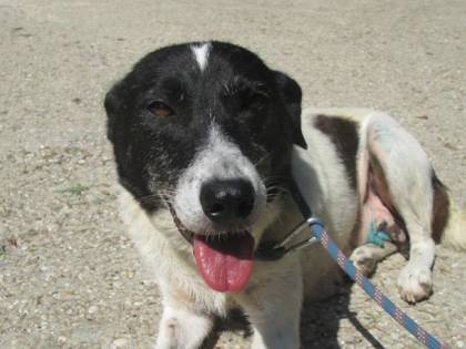 Animali abbandonati: due cani salvati grazie alla task force dei vigili urbani