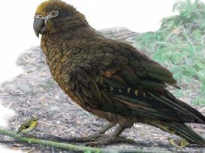 Trovati resti di un pappagallo gigante vissuto 20 mln di anni fa