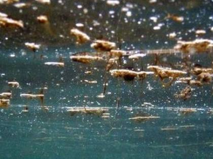 È allarme alga tossica: dove non fare il bagno