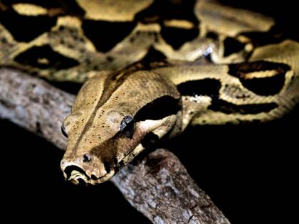 Trovato un pitone reale sulle scale di un condominio a Pordenone