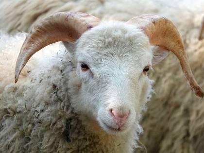 India, la moglie se ne va e il marito ha diritto a 71 pecore