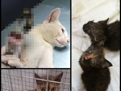 Gatti mutilati e uccisi con veleno. Orrore nel pavese