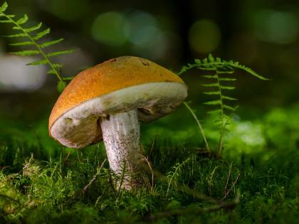 Funghi, intera famiglia all’ospedale per indigestione di funghi