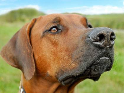 "Bonus cane" a chi ne adotta uno. L'iniziativa del comune di Fiuminata
