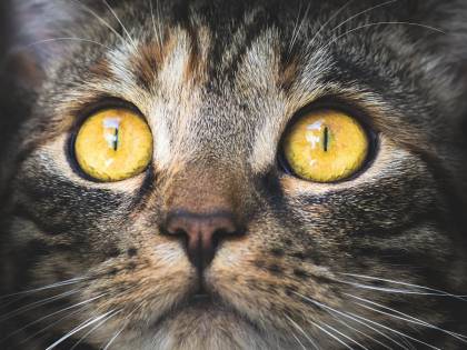Allergia al pelo di gatto, presto un vaccino per debellarla