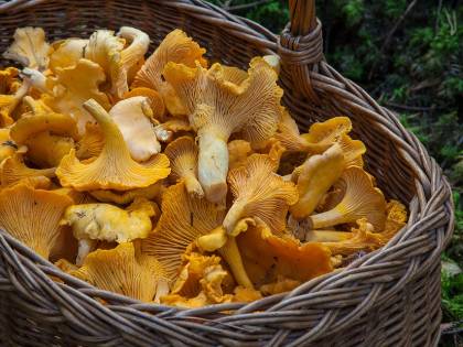 Funghi avariati a pranzo: frati comboniani all'ospedale