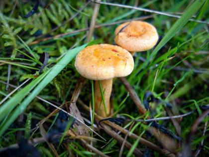Tumore alla prostata, mangiare funghi riduce il rischio