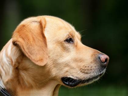 Padrone si sente male in auto e il cane cerca di salvarlo