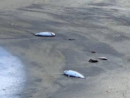 Ischia, moria di pesci e topi sulla spiaggia della Chiaia a Forio