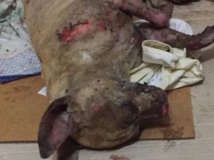 Caserta, cagnolino cosparso di acido muore dopo due giorni di agonia