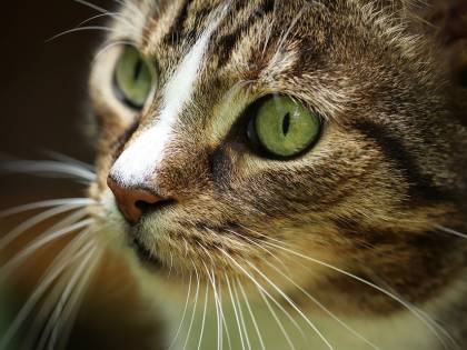 I gatti amano il loro padrone