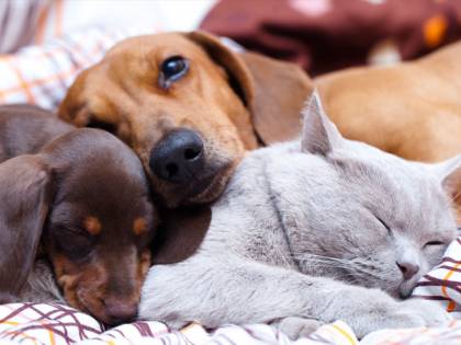 Pets in the City e Pet Week, a Milano due eventi per chi ama gli animali da compagnia