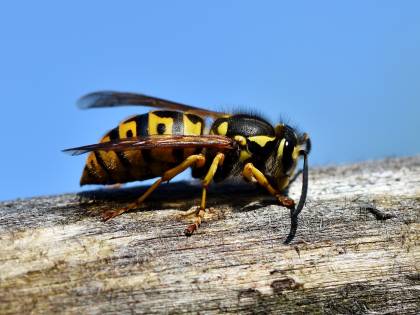 Morsa da un insetto, le amputano le gambe