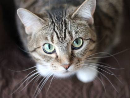 Bastonò e uccise i gatti della sua ex convivente: condannato a un anno e sei mesi