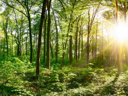 L'ecologismo "umano" è frutto del progresso