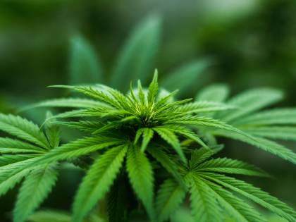 California, apre il primo ristorante di cannabis