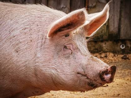 Cina, maiali grandi come orsi per far fronte alla carenza di carne