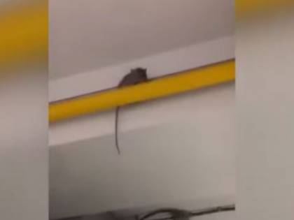 Montecatini, gli alunni filmano un topo nella cucina della scuola e rischiano la sospensione