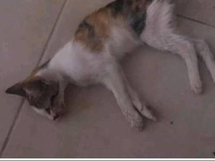 Molfetta, è allarme moria di gatti. Sconvolta l'intera comunità