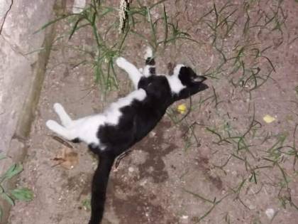 Uccisi da pesce avvelenato: a Portici è strage di gatti