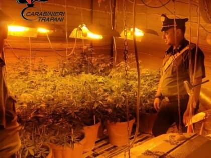 Scoperta una piantagione indoor, arrestato 41enne di Alcamo