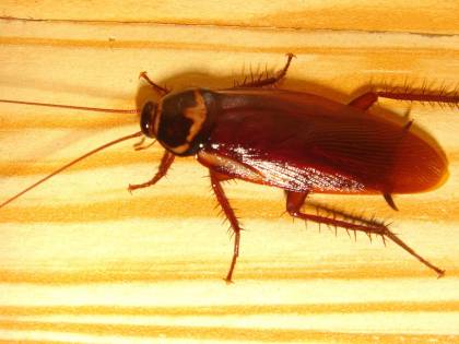 Blatte morte nella cucina che rifornisce nove scuole
