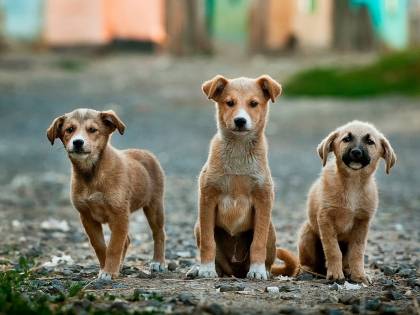 Animali domestici come figli: in caso di divorzio giudice decide affido