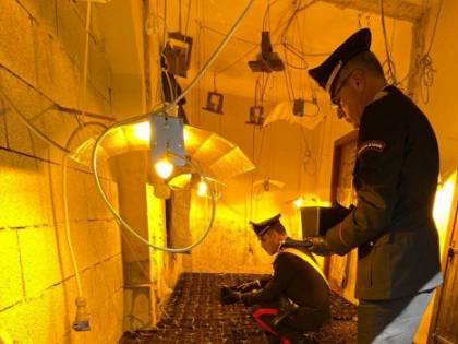 Coltivavano cannabis in un casolare nascosto tra i fichi d'india: arrestati due palermitani