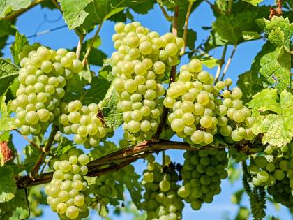 Puglia, la guerra dell'uva: i produttori italiani battono i colossi Usa
