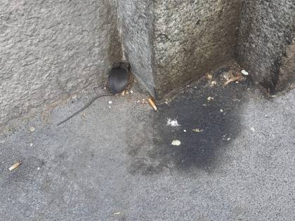 Benevento, ancora topi a scuola: tre casi in poche settimane