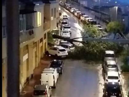 Maltempo, un albero si abbatte tra le macchine ad Agrigento