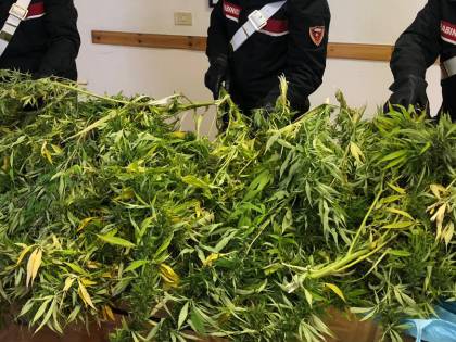 San Patrignano critica la Cassazione sulla cannabis: "Ora sembrerà innocua"